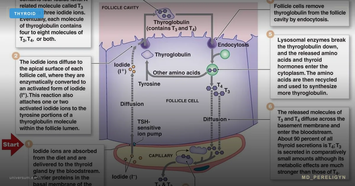 T4 → T3 Conversion: Where Deiodinase Fails and What Functional Hypothyroidism Is