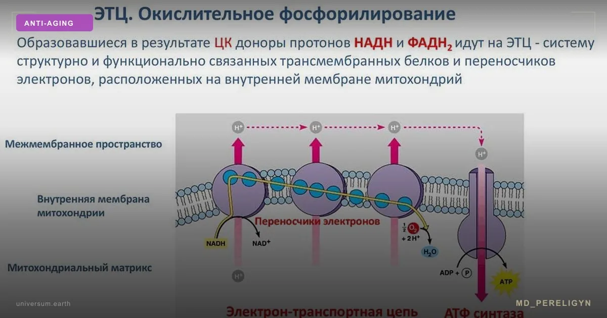 NAD+ и клеточное старение: что стоит за хайпом