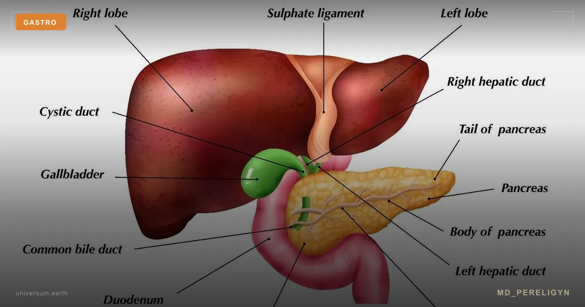 Gallbladder, cholestasis, and the sphincter of Oddi: when bile does not flow